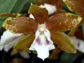 Miltonia candida