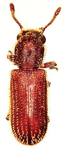 Minthea reticulata.jpg