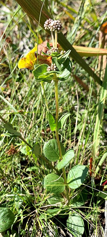 Mitreola sessilifolia