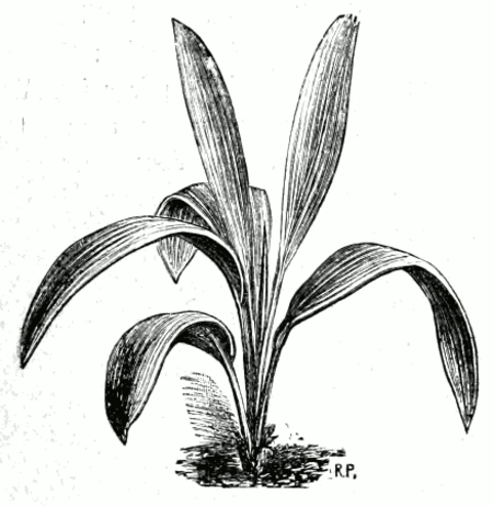 Molineria