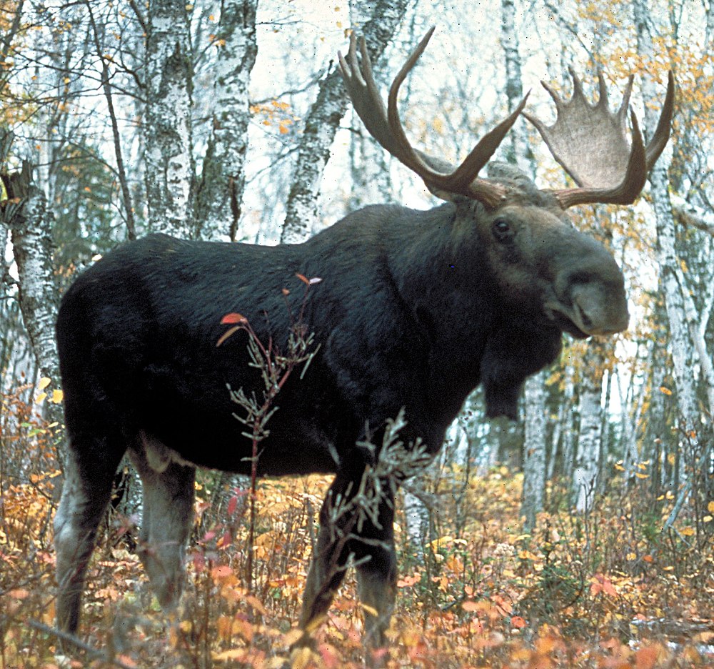 The average litter size of a Moose is 1