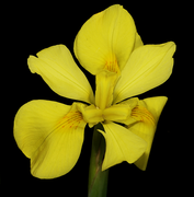 Moraea spathulata