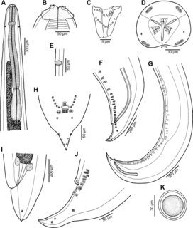 <i>Euterranova</i> Genus of parasitic nematodes