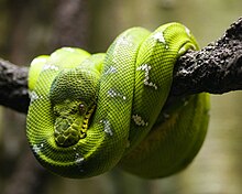 An Emerald Tree Boa at Reptiland Morelia Viridis.jpg