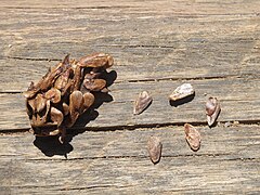 Seeds (Madagascar)