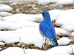 Thumbnail for File:Mountain Bluebird on Seedskadee National Wildlife Refuge (26798443735).jpg