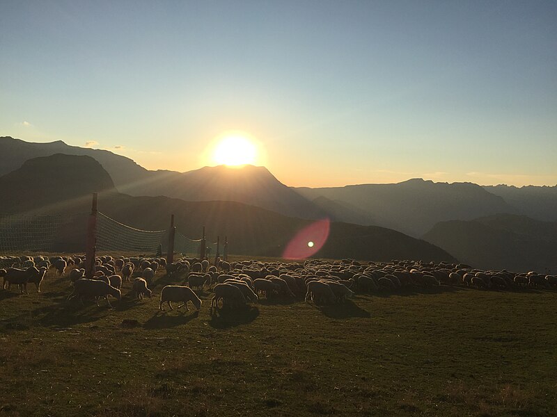 File:Moutons au soleil couchant.jpg