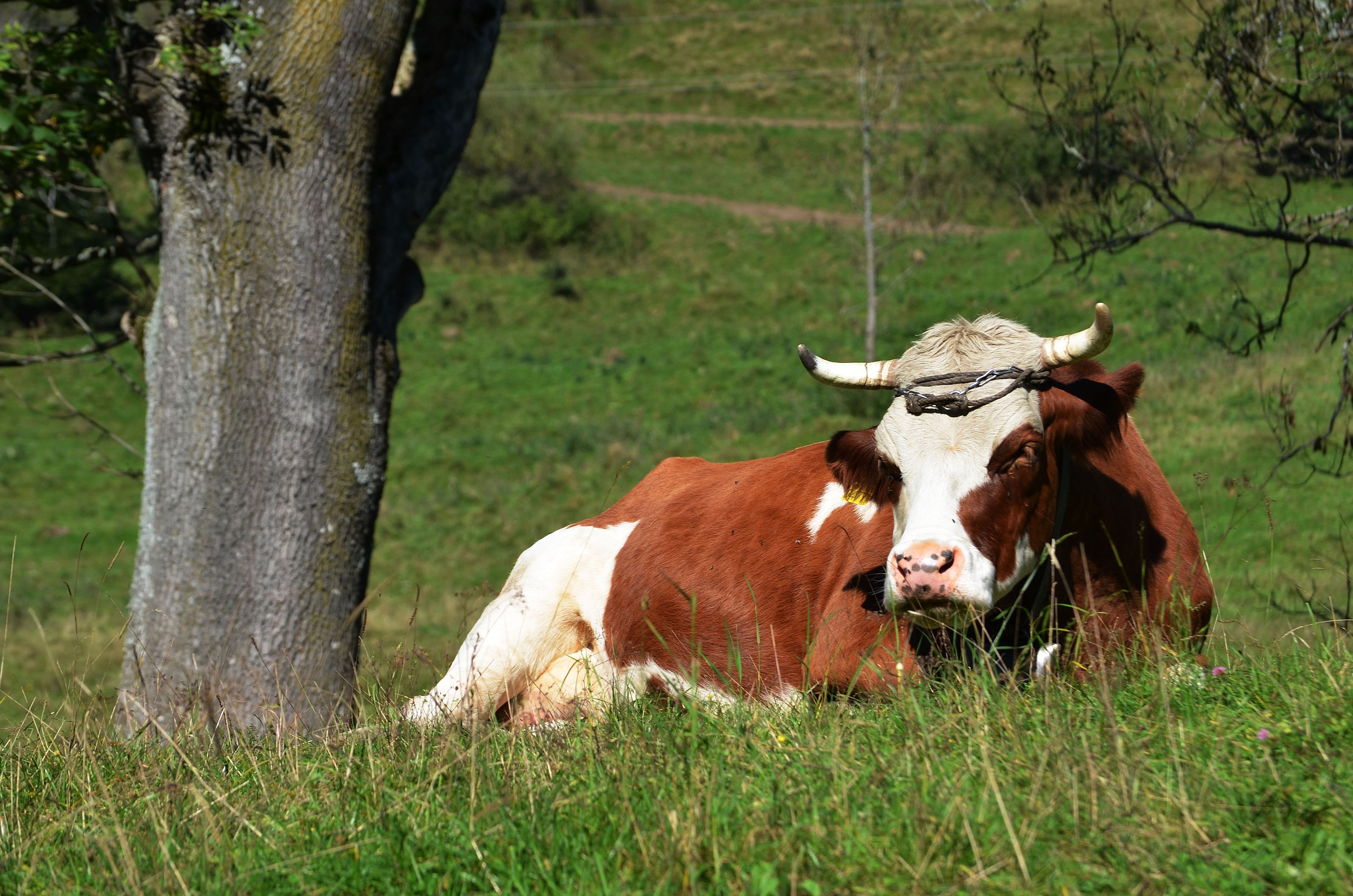 File:Cow eating straw new forest.jpg - Wikipedia