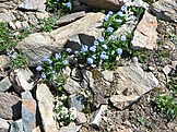 Myosotis des Alpes est un synonyme de Myosotis alpestre.