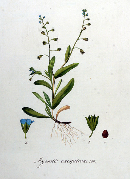 File:Myosotis caespitosa — Flora Batava — Volume v8.jpg