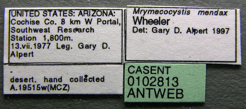 File:Myrmecocystus mendax casent0102813 label 1.jpg