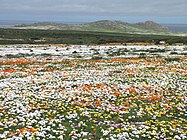 Flowering fields and coastal escarpments are seen in the far south