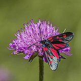 Narrow-bordered five-spot burnet (Zygaena lonicerae) Učka.jpg