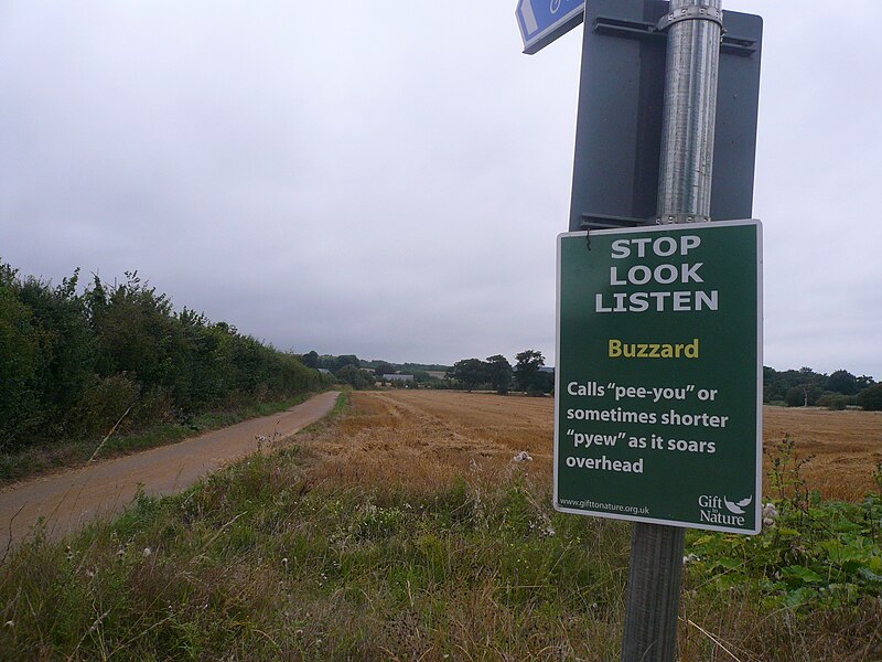 File:National Cycle Route 23 buzzard notice.JPG