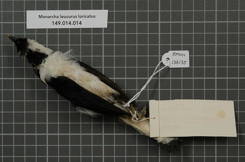 File:Naturalis Biodiversity Center - RMNH.AVES.136135 2 - Monarcha leucurus loricatus Wallace, 1863 - Monarchidae - bird skin specimen.jpeg