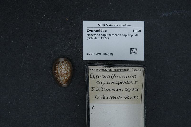 File:Naturalis Biodiversity Center - RMNH.MOL.184510 - Monetaria caputserpentis caputophidii (Schilder, 1927) - Cypraeidae - Mollusc shell.jpeg