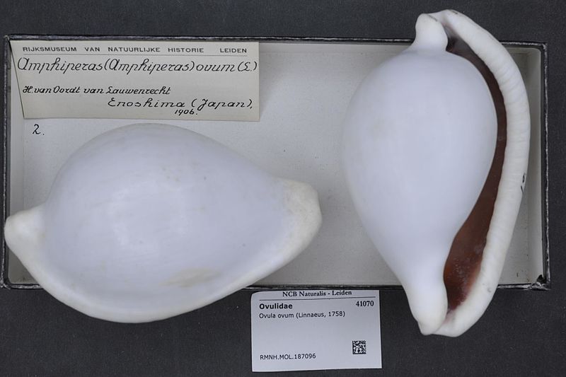 File:Naturalis Biodiversity Center - RMNH.MOL.187096 - Ovula ovum (Linnaeus, 1758) - Ovulidae - Mollusc shell.jpeg