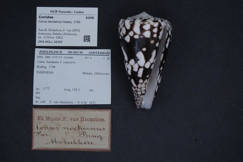 File:Naturalis Biodiversity Center - ZMA.MOLL.38395 - Conus bandanus Hwass, 1792 - Conidae - Mollusc shell.jpeg