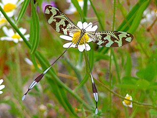 <i>Nemoptera</i> genus of insects