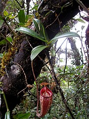 Nepenthes talangensis3.jpg