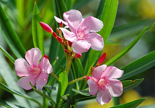 Nerium oleander pink