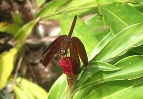 Popis Neurothemis fluctuans.JPG obrázek.