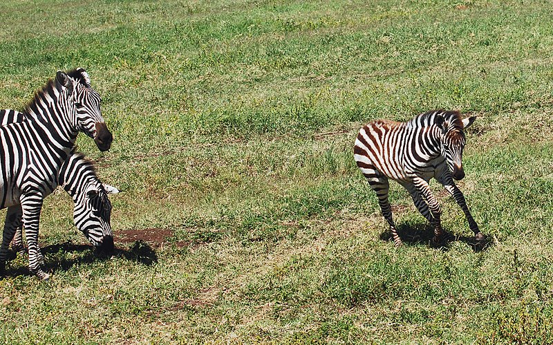 File:Ngorongoro 2012 05 30 2616 (7500978512) (2).jpg