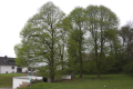 English: Waterworks / Natural monument (Trees) in Niederaula, Niederaula, Hesse, Germany