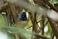 The white-bellied shortwing (Brachypteryx major)