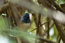 Plumage of Sholicola major underside showing the rufous flanks and white belly Nilgiri Blue Robin, Ooty, Tamil Nadu.jpg