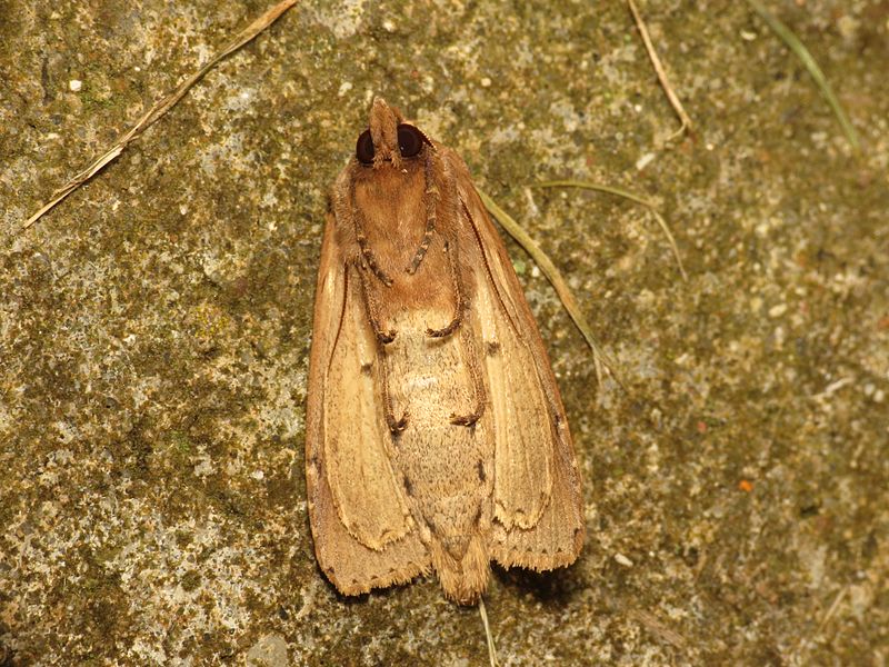 File:Nonagria typhae (9740656224).jpg