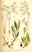 Nordens flora Silene latifolia et nutans.jpg