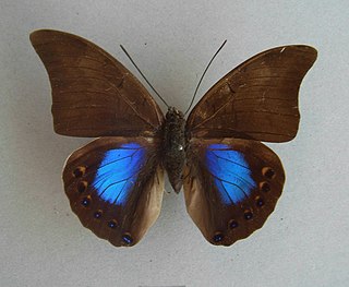 <i>Archaeoprepona chromus</i> Monotypic brush-footed butterfly genus