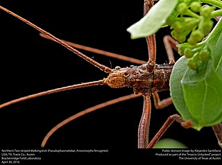 Anisomorpha ferruginea Species of insect