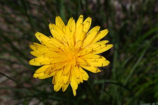 <i>Nothocalais alpestris</i> Species of flowering plant