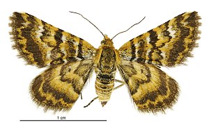 Notoreas casanova female.jpg