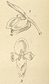 Notylia albida plate 6311 in: Curtis's Bot. Magazine (Orchidaceae), vol. 103, (1877) (Detail)