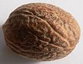 Nutmeg p1160003.jpg