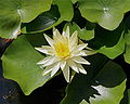 * Nomination a nymphaea cultivar.--Jebulon 20:55, 4 July 2010 (UTC) * Promotion Good -- George Chernilevsky 09:03, 5 July 2010 (UTC)