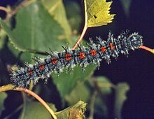 Caterpillar of Nymphalis antiopa Nymphalidae - Nymphalis antiopa (caterpillar) .jpg