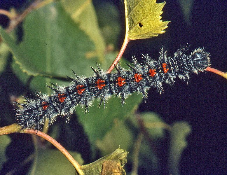 File:Nymphalidae - Nymphalis antiopa (caterpillar) .jpg