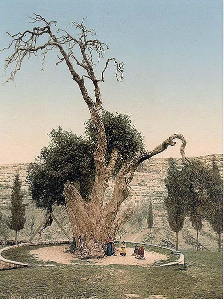 File:Oak of Mamre circa 1900 colored photo.jpeg