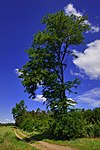 2 drzewa kozieradki (Gleditsia)