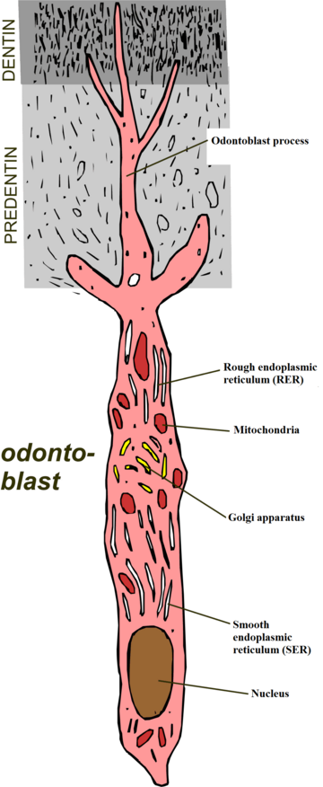 Odontoblast