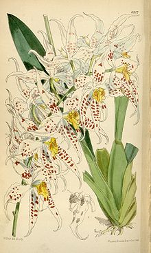 Odontoglossum cirrhosum.jpg