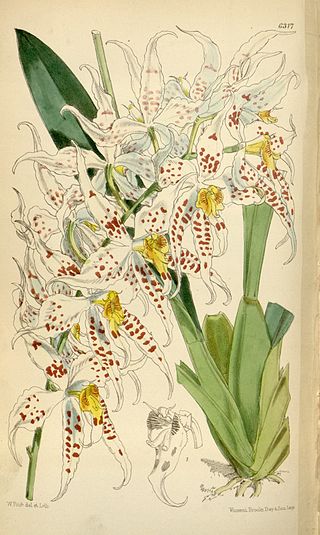 <i>Oncidium cirrhosum</i> Species of orchid