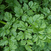 Foliage of hemlock water-dropwort Oenanthe crocata leaflets.jpg