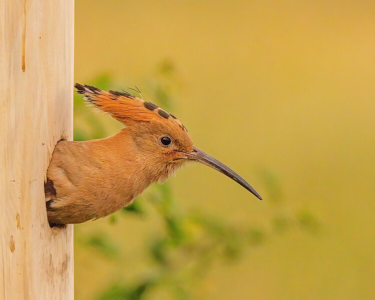 File:Off to get more food for the brood - Flickr - Andy Morffew.jpg