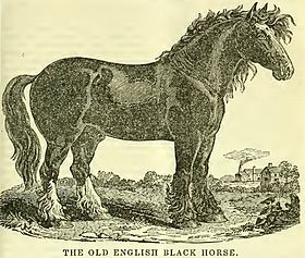 Sire, stallone nero inglese antico, da un'incisione nell'armadietto degli agricoltori nel 1841.