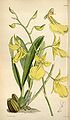 Gomesa concolor (as syn. Cyrtochilum citrinum) plate 4454 in: Curtis's Bot. Magazine (Orchidaceae), vol. 75, (1849)